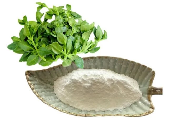 Andrographis Extract 98% Andrographolide