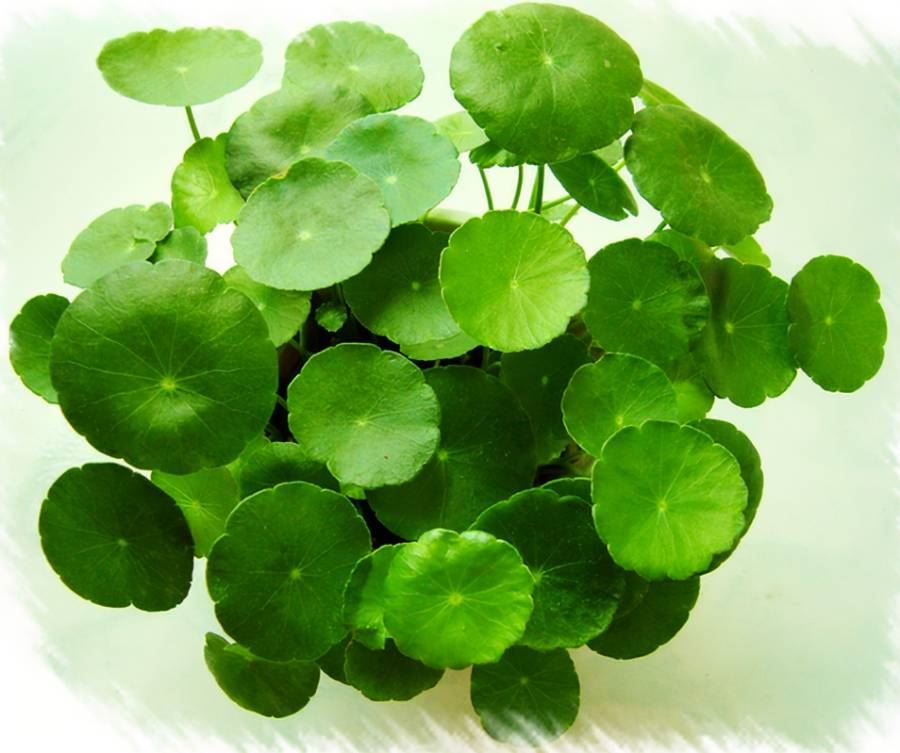 Gotu Kola Extract Gotu Kola Extract