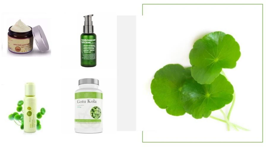 Centella Asiatica Extract Powder Centella Asiatica Extract Powder