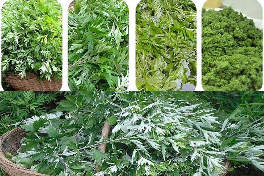 product-900-600 Wormwood Leaf Powder Base