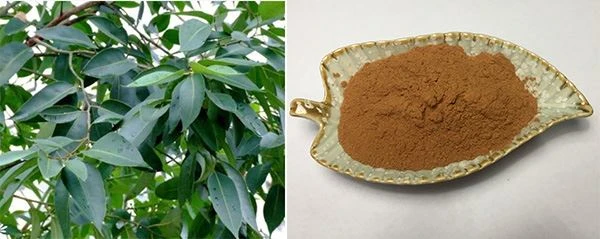 product-600-239 Eucalyptus Extract Powder