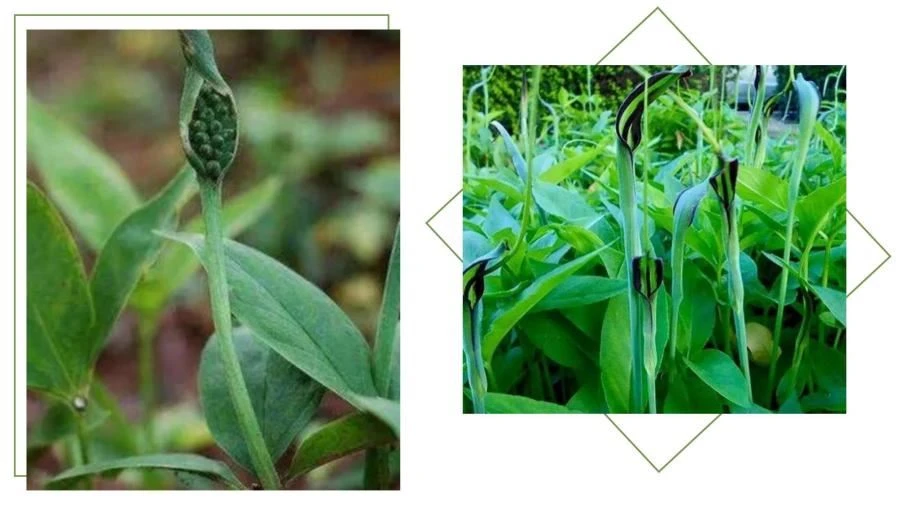 Pinellia Extract