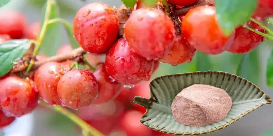 Pure Chinese Dwarf Cherry Powder Pure Chinese Dwarf Cherry Powder