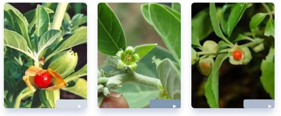 Ashwagandha Extract