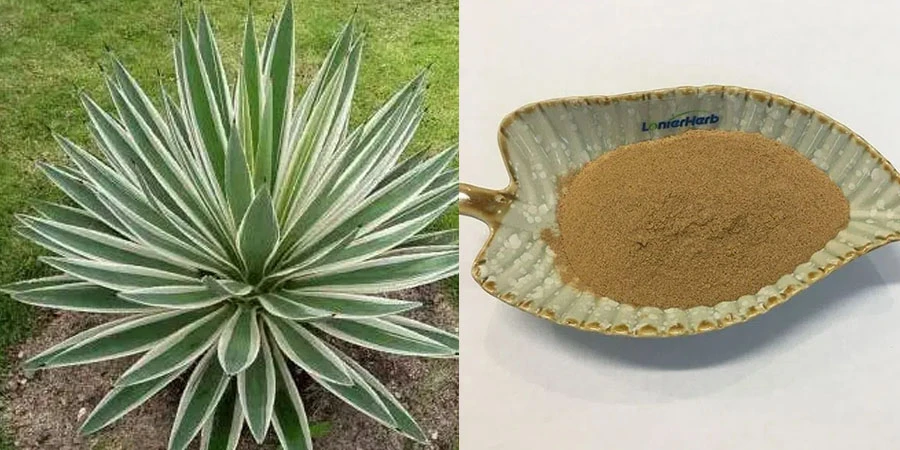Agave Americana Leaf Extract