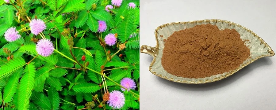 Mimosa Pudica Extract