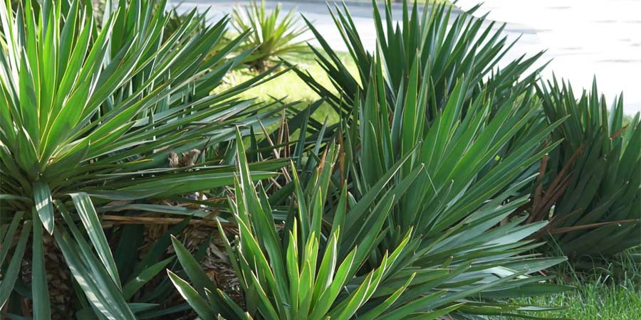 Yucca Extract Powder suppliers