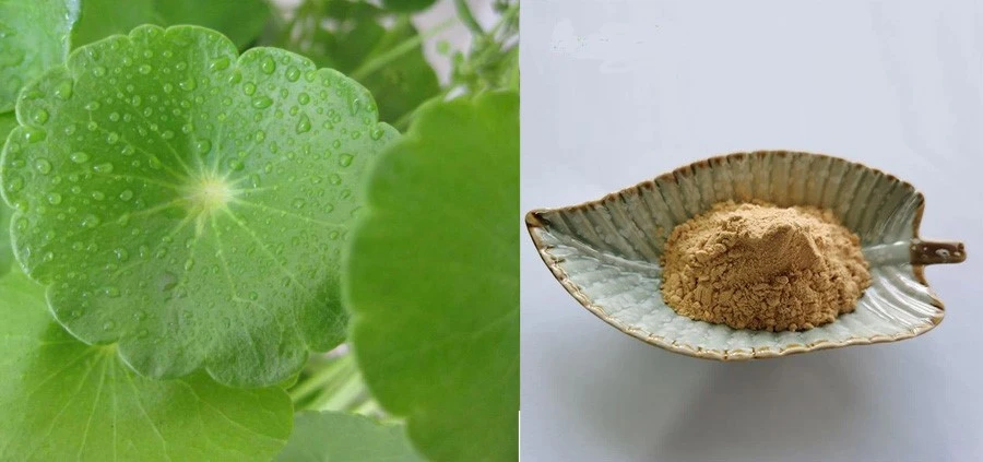 Centella Asiatica Extract Centella Asiatica Extract